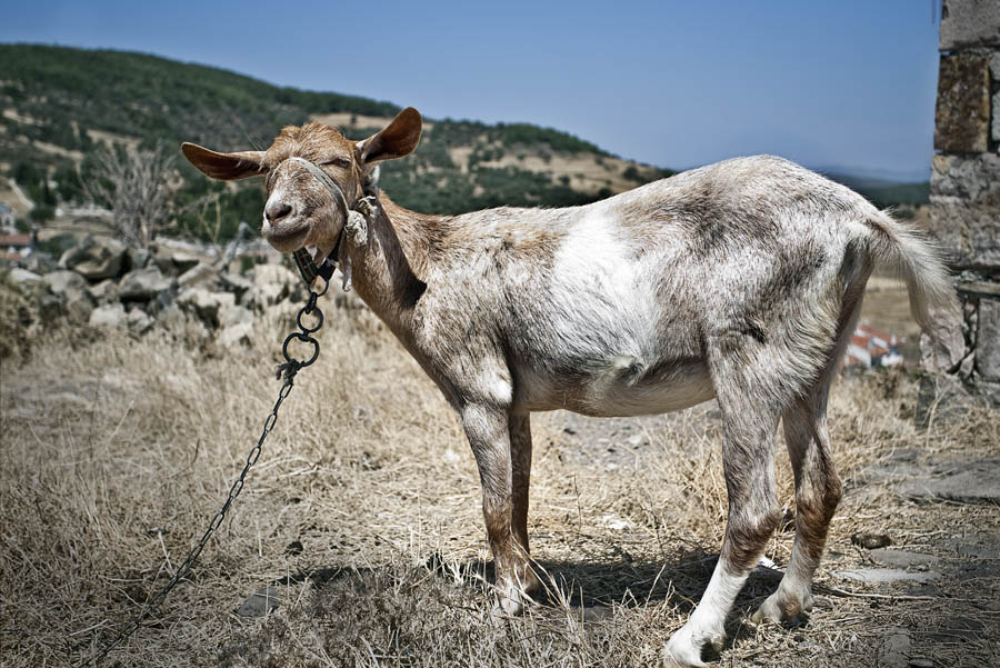 The Goat of Cunda
